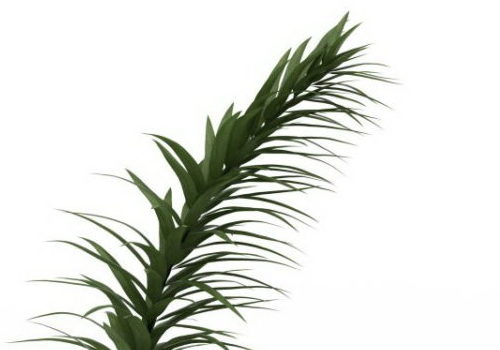 Narrow Green Leaf Plant