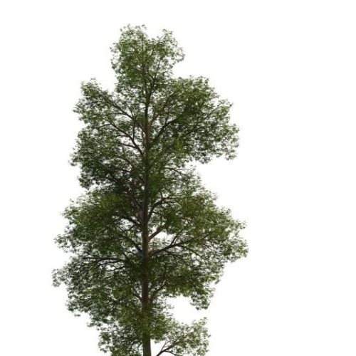 Nepal Maple Green Tree