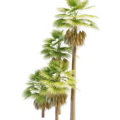 American Fan Palms Tree