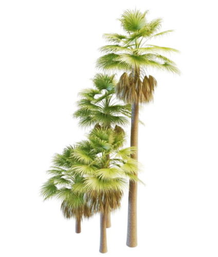 American Fan Palms Tree