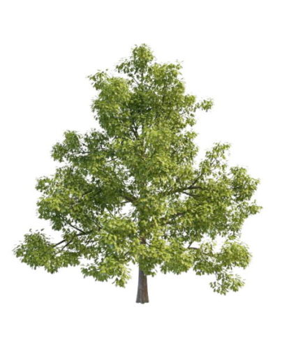 North America Nature Oak Tree
