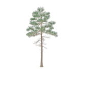 Tree North America Red Pine