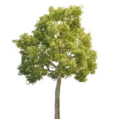 American Oak Tree