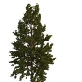 Nature Green Northern White Pine Tree