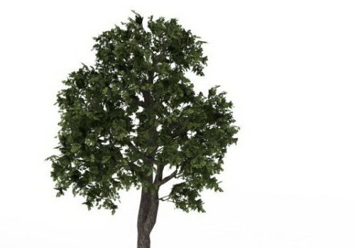 Green Norway Maple Tree