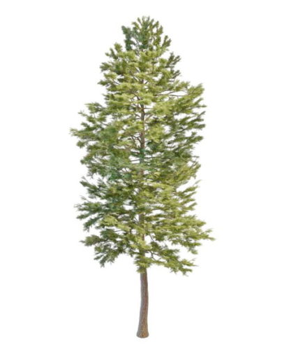 Scandinavian Nature Pine Tree
