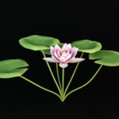 Water Lily Plant