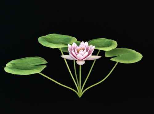 Water Lily Plant