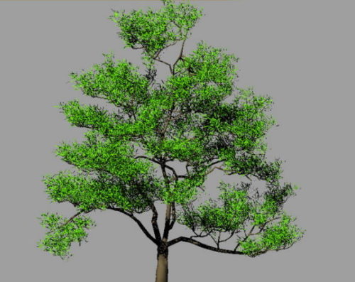 Nature Oak Tree