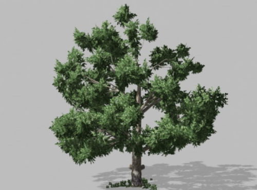Garden Oak Tree