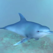 Ocean Dolphin Animal