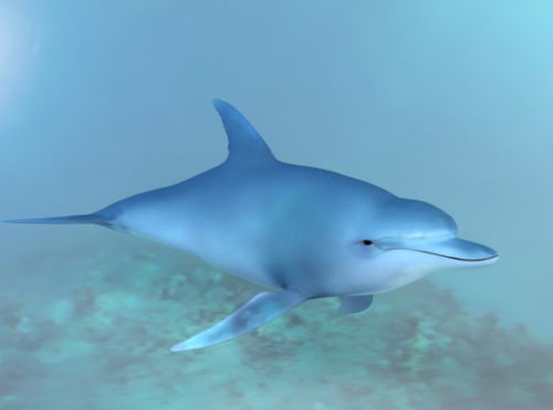 Ocean Dolphin Animal