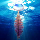 Ocean Jellyfish Animal