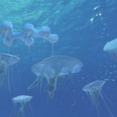 Ocean Jellyfish