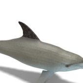 Oceanic Dolphin Fish Animals