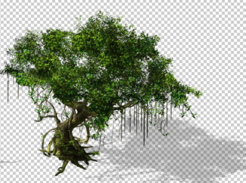 Plant Banyan Tree
