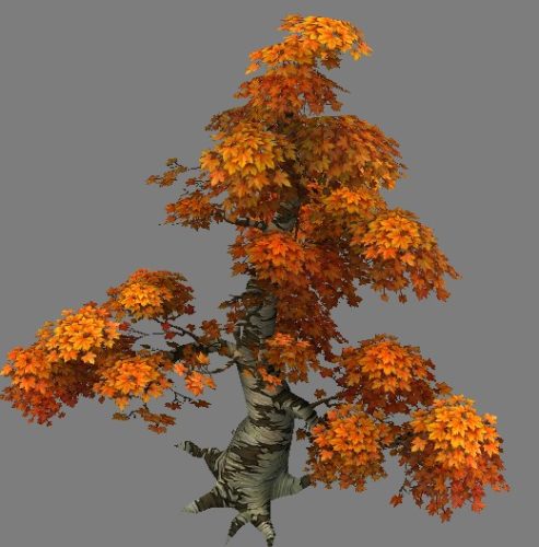Nature Old Maple Tree