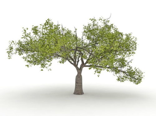 Nature Old Catalpa Tree
