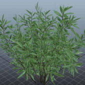 Nature Oleander Plant