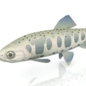Oncorhynchus Masou River Fish Animal Animals