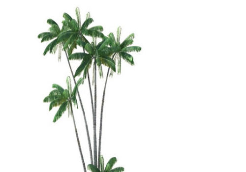 Oncosperma Tigillarium Coconut Tree