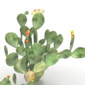 Green Opuntia Cactus Plant