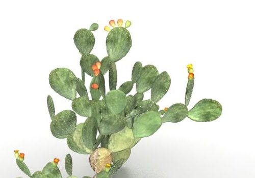 Green Opuntia Cactus Plant