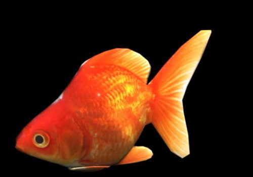 Wild Animal Orange Goldfish