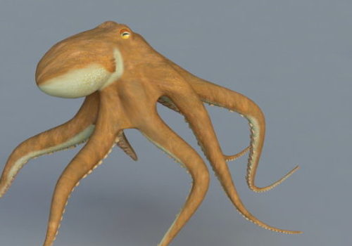 Orange Sea Octopus