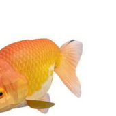 Orange Ranchu Goldfish Aquarium Fish Animals