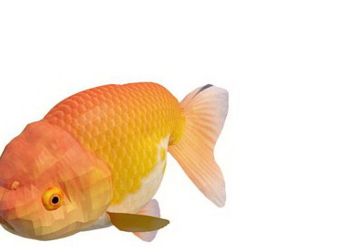 Orange Ranchu Goldfish Aquarium Fish Animals
