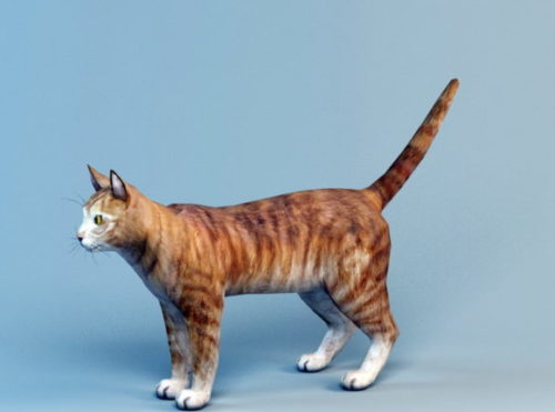 Animal Cat Shorthair Tabby