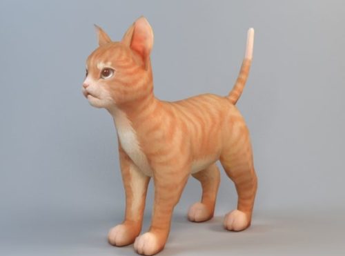 Orange Tabby Cat Animal