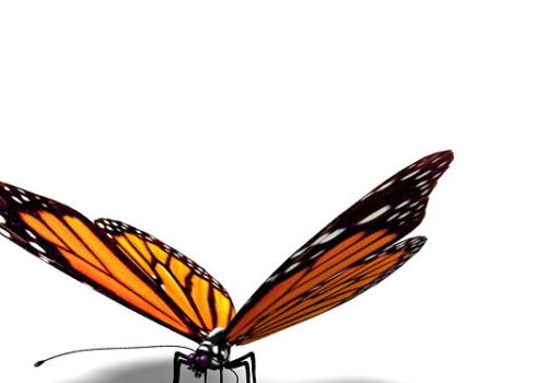 Realistic Orange Butterfly Animals