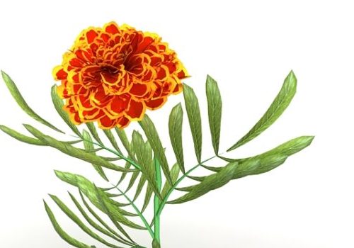 Garden Orange Chrysanthemum Flower