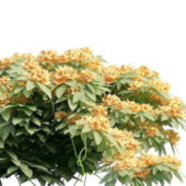 Nature Orange Flower Shrub Tree
