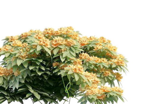 Nature Orange Flower Shrub Tree