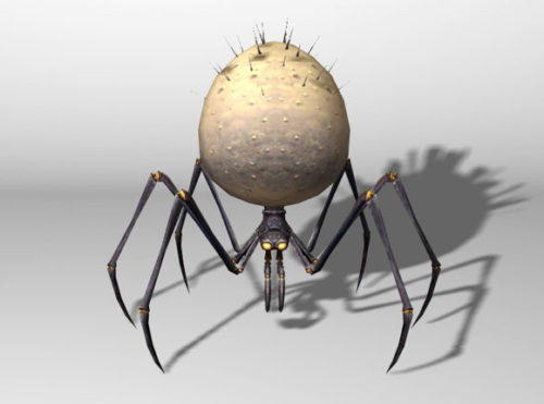 Orb Spider Animal