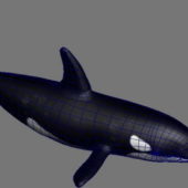 Orca Killer Whale | Animals
