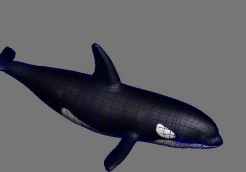 Orca Killer Whale | Animals