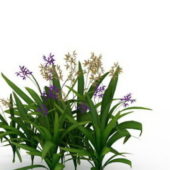Garden Orchid Plants