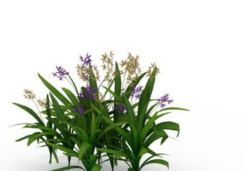Garden Orchid Plants