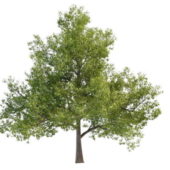 Oriental White Nature Oak Tree