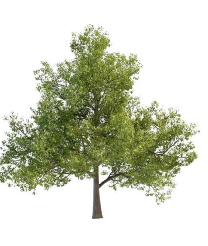 Oriental White Nature Oak Tree