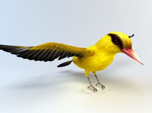 Oriolidae Bird Animal