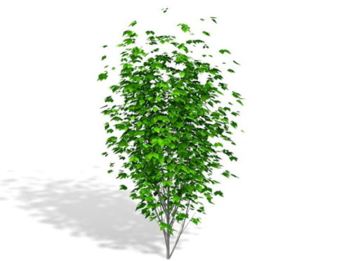 Plant Landscaping Tree