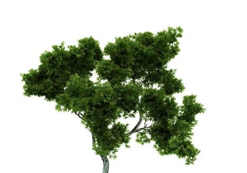 Nature Green Ornamental Maple Tree