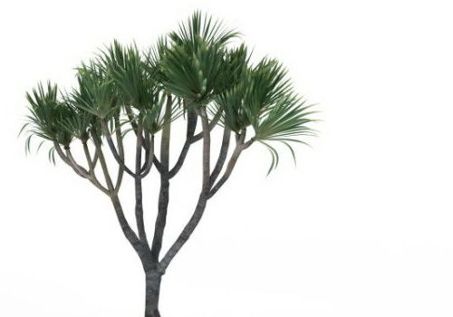 Green Ornamental Palm Tree