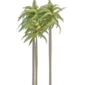 Ornamental Luxury Palm Trees