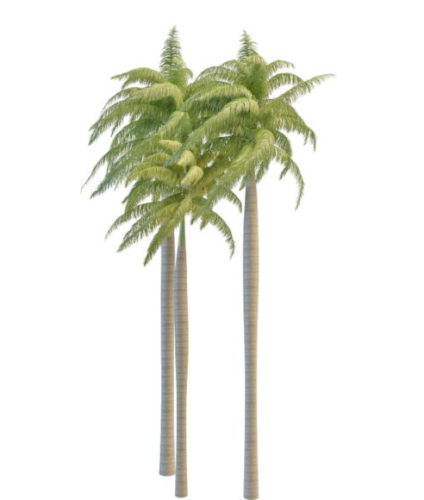 Ornamental Luxury Palm Trees